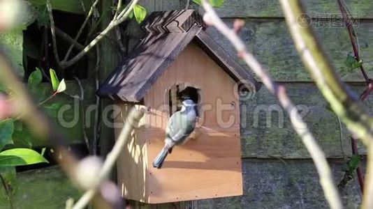 蓝雀盒鸟舍花园视频