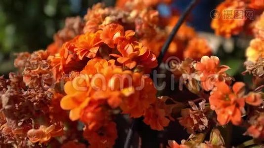 橙色线虫和模糊颜色的花背景。 夏天的橘子花。 夏季视频