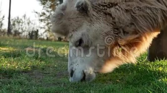 骆驼上草特写暑期视频.视频