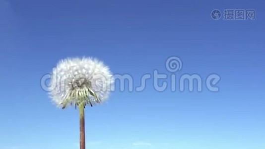 风在蓝天的背景下，用白色蒲公英的种子吹去绒毛，慢动作视频