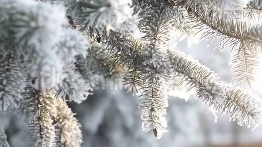 冬天的杉树森林，有着白雪皑皑的圣诞树。 冬天的一天，雪覆盖了杉树。 冬天的背景。 下雪了视频