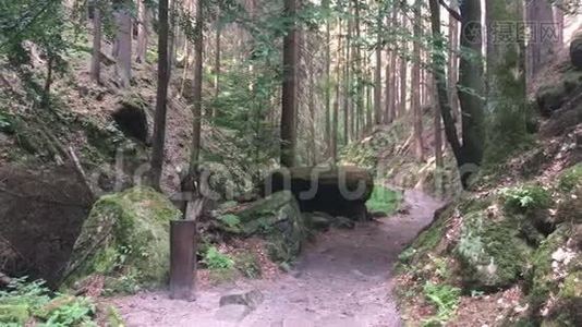 森林中的旅游小径，岩石和美丽的绿色。视频