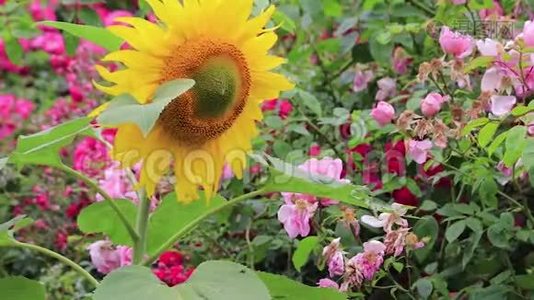 英国玫瑰园，明亮的黄色向日葵视频