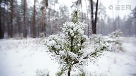 雪中松枝.. 森林公园里下雪。 冰雪覆盖的模糊公园里的冬季景观。 高清视频视频