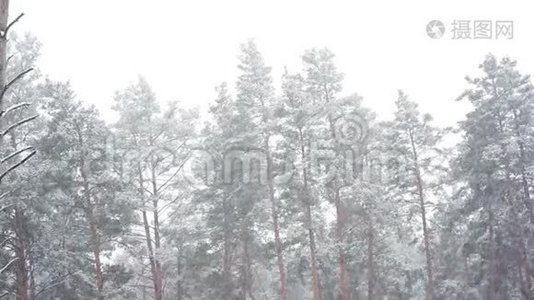 森林公园里下雪。 冰雪覆盖的模糊公园里的冬季景观。 高清视频视频