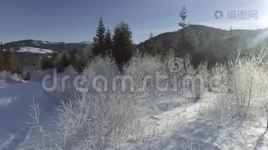 冬天森林里的阳光。 阳光透过覆盖着雪的树枝照耀。 冬季仙境。视频