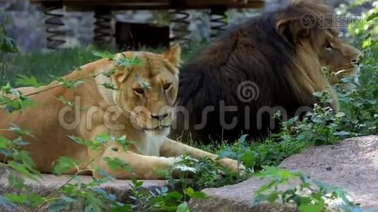 阳光明媚的一天，两只大狮子躺在动物园的石板上视频