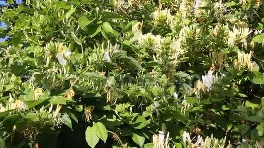 观赏植物日本金银花.视频