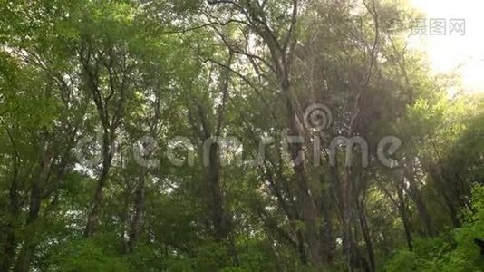 阳光透过热带雨林照耀着野生热带公园视频