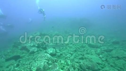 来自Revillagigedo群岛的Sanbenedicto岛的大洋白鳍鲨视频