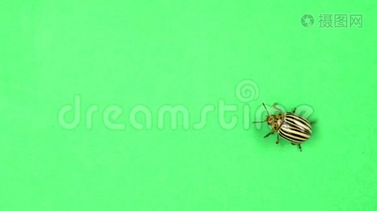 科罗拉多马铃薯甲虫在绿色屏幕上行走视频
