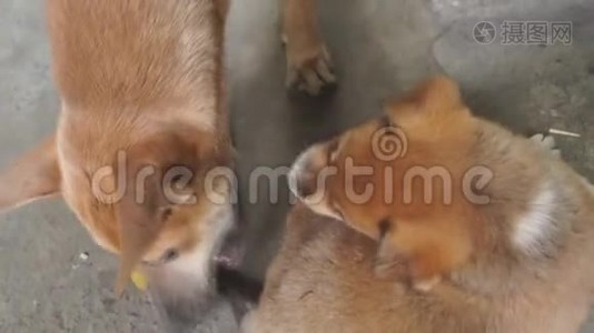 小狗和小狗在人行道上互相咬着。视频