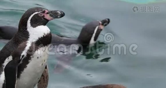 近距离观看一只洪堡企鹅视频