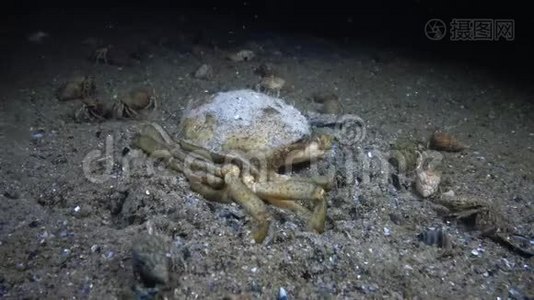 埋在海底沙中的青蟹视频