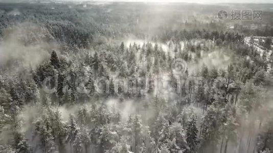 森林里有风白色的冬树视频