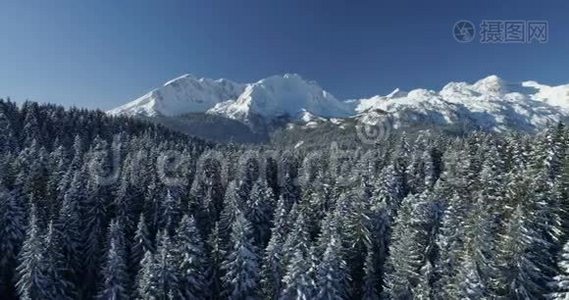 飞越白雪覆盖的云杉森林，背景是群山视频