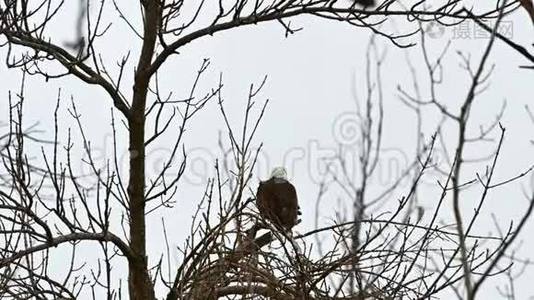 秃鹰，白角，栖息在树上视频