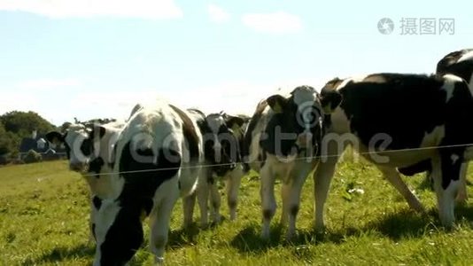 奶牛在农场里视频