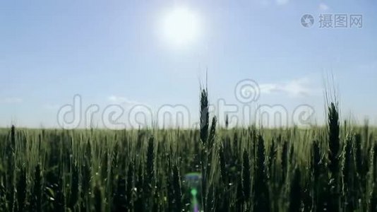 田里的绿色小麦.. 小麦穗在风中摇曳. 村内农业领域.. 培养视频