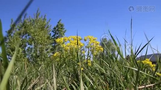 在巴登-巴登的沙丘上，风中的草叶在草地上摇摆视频