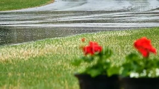 外面的红天竺葵花在春雨里..视频