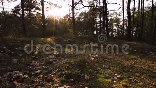 日落森林中的绿色苔藓，温暖的光线和阳光透过树木闪耀。波罗的海森林。慢速相机移动4K视频