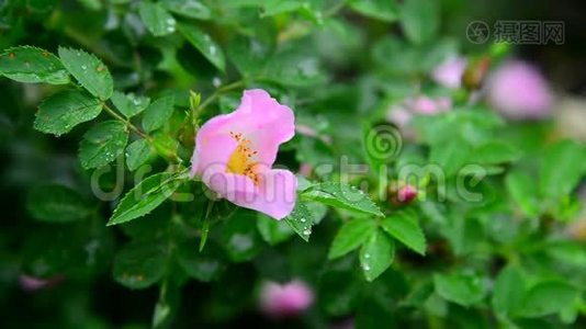 粉红色的玫瑰花被雨淋湿了。视频