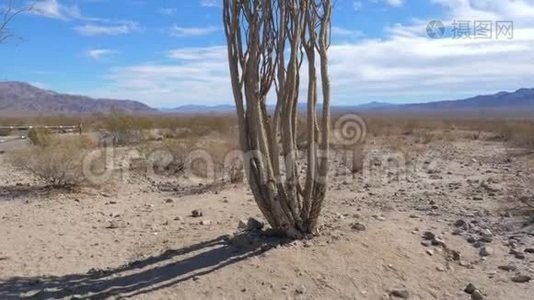 莫哈韦沙漠仙人掌下向上的全景，约书亚树公园视频