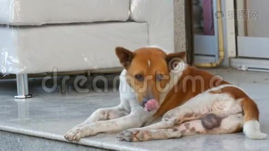 无家可归的两色狗躺在家具店下面视频