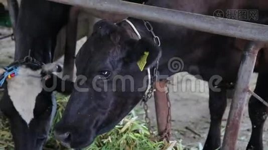 黑牛在农场吃饭视频