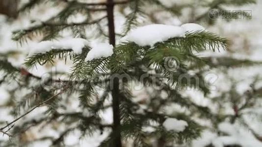 女人`手在清理松树上的积雪视频