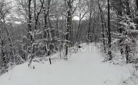 雪落在山上，冬天在森林上空飞翔视频