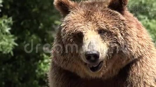 野生棕色熊在荒野视频