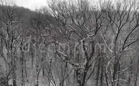 雪落在山上，冬天在森林上空飞翔视频