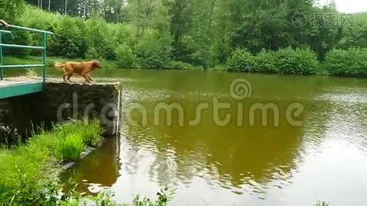 游泳犬找回木枝.. 年轻的金毛猎犬游泳视频