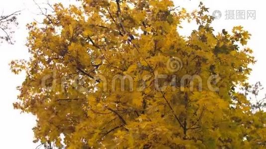 秋天公园里，枫树的秋黄叶在风中摇摆。 慢动作。视频