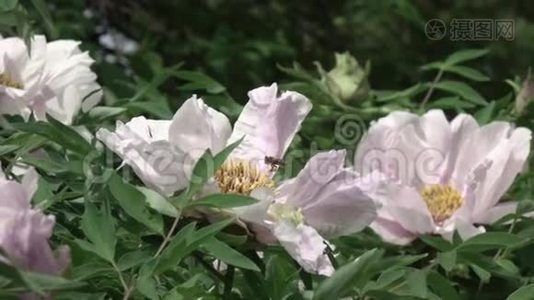 蜜蜂飞过一株开花的灌木，在一片绿叶上用粉红色的花牡丹模糊了背景。 慢动作，全高清视频视频