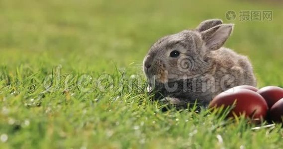 有趣的小灰兔坐在绿色草地上的红色复活节彩蛋视频