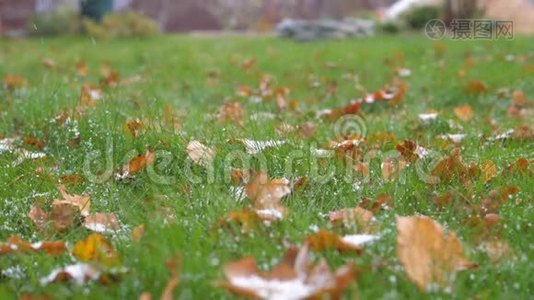 草地上第一场雪花飘落，落叶缓慢视频