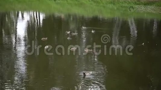 鸭子在一个绿色的小湖上游泳。视频
