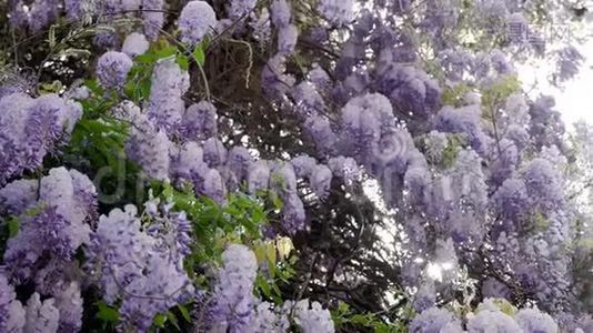 春天盛开的紫藤树视频
