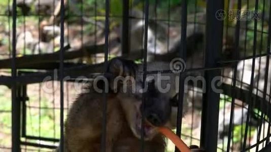 饲养库蒂·纳苏亚被困在动物园的笼子里。 动物暴力概念视频