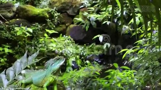 绿色野生亚马逊丛林中的伊瓜纳视频