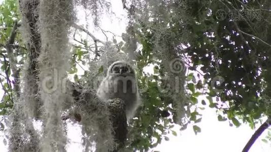 小白猫头鹰在树枝上视频