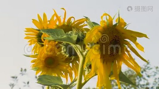 黄色的向日葵盛开的花朵视频