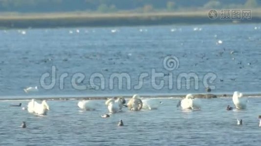 保加利亚波莫里盐湖里的白鹅视频