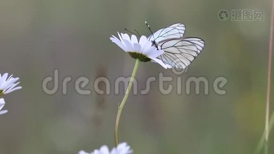 黑纹白色蝴蝶授粉白色花朵视频