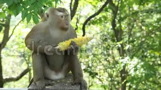 猴子坐着吃玉米。视频