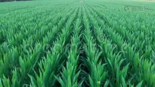 西班牙夏季玉米的无人机镜头视频