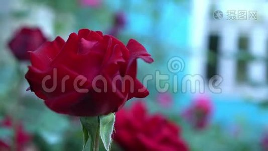 在乡村花园里合上红玫瑰。 绿色模糊的自然背景和文字的地方。 夏季视频